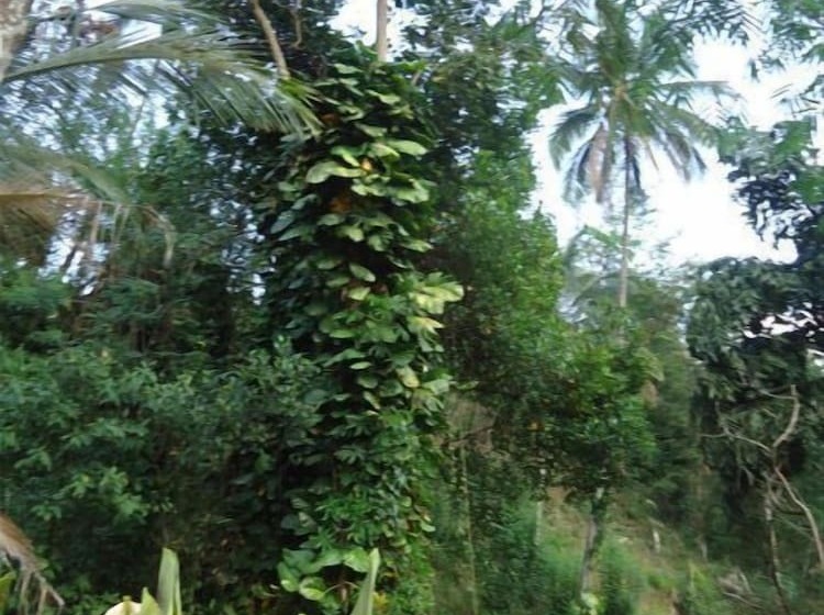 بنسيون Relaxed Style Of Stay