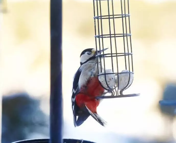 Aamiaismajoitus (B&B) Daviot Lodge