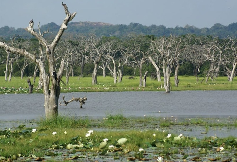 Отель Nature Resort   Yala Safari Village