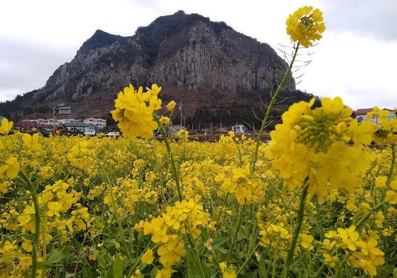 Szálló Slow Citi Guest House