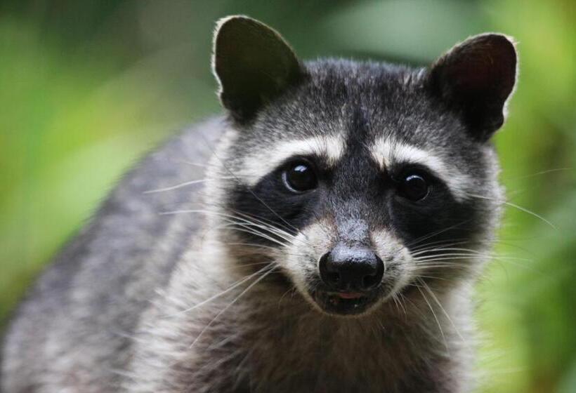 فندق Los Pinos Cabins & Reserve