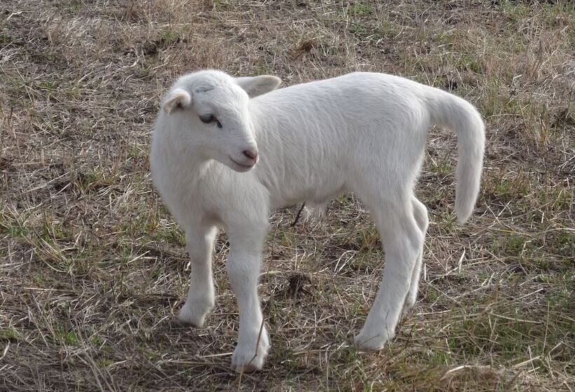 צימר The Oxley Estate