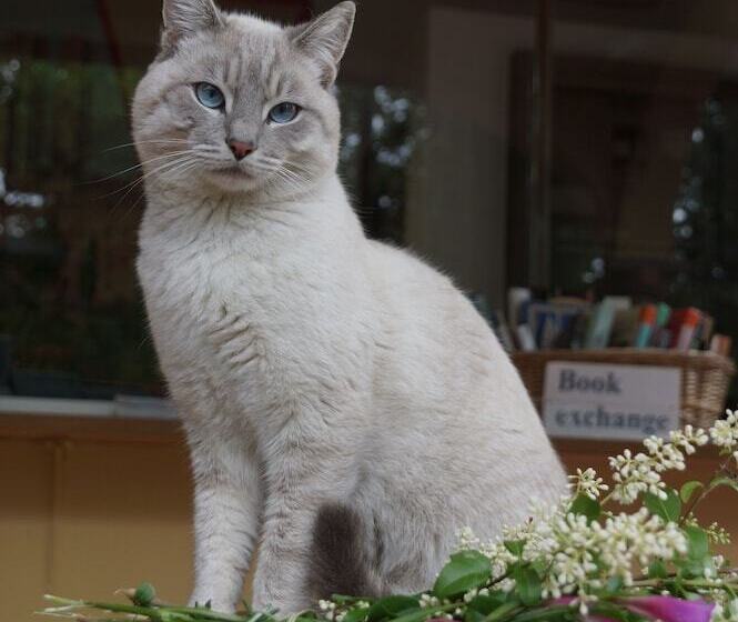 Szálloda Camping Village Panoramico Fiesole