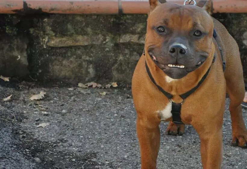 Отель Camping Village Panoramico Fiesole