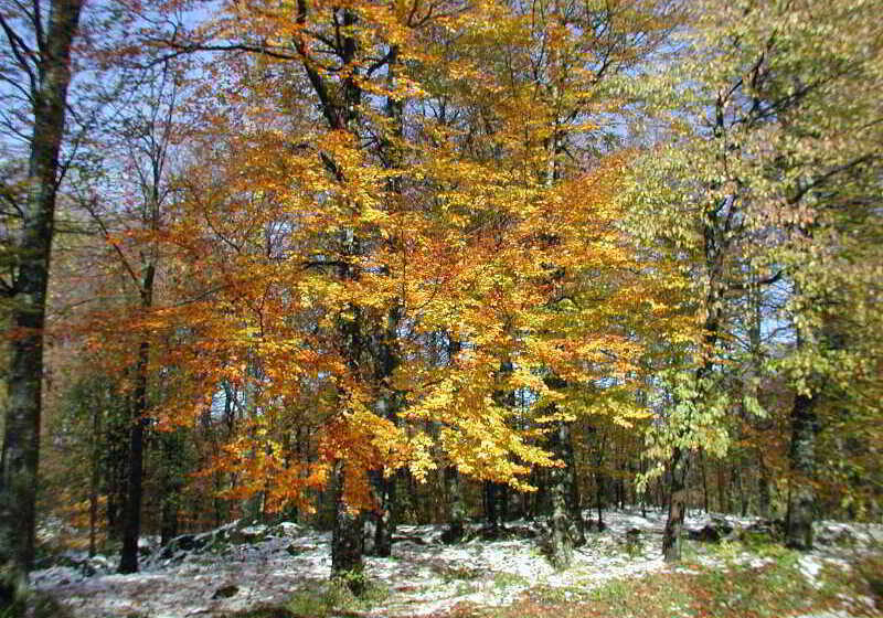 هتل Apartments Kristic