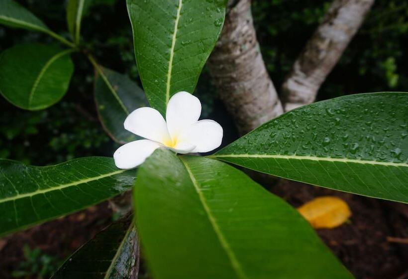 בית מלון כפרי Ruenthai Boutique