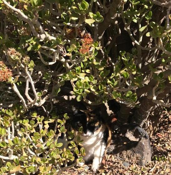 Pane Vivente Garden Cottage