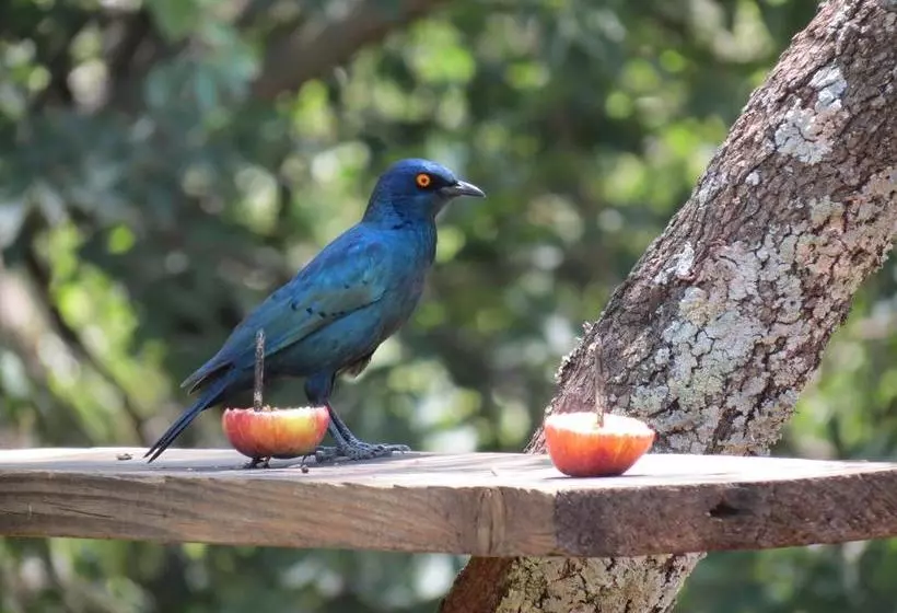 Majatalo Meerkatplaats Guesthouse And B&b