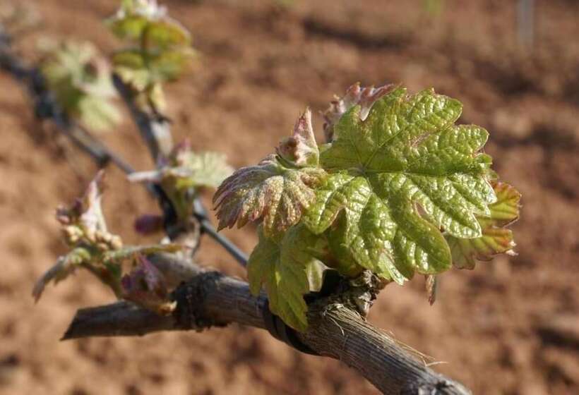 Casa Rural Magnanimvs