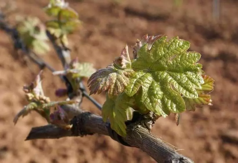 Casa Rural Magnanimvs