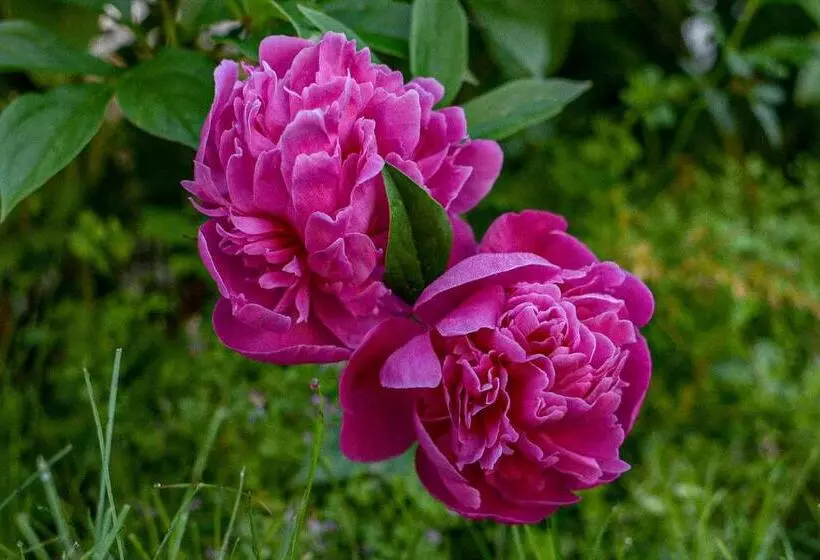 Aamiaismajoitus (B&B) The Waldoboro Inn Room 3