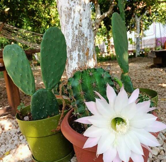 هتل کپسول Litost Cafe