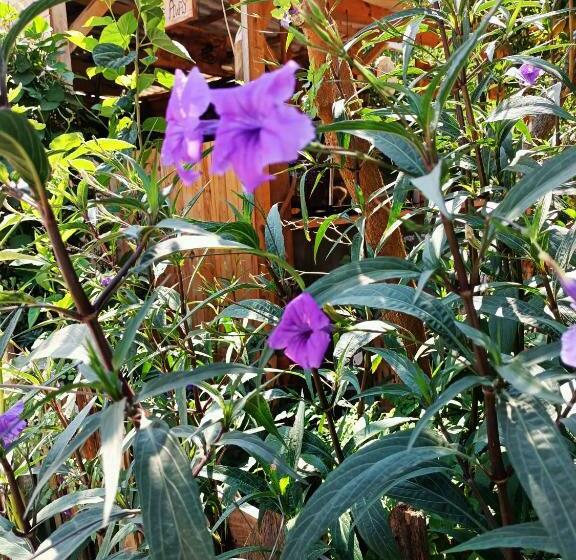 هتل کپسول Litost Cafe