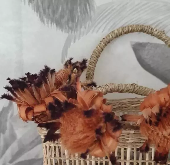 تختخواب و صبحانه Villa Manaaki