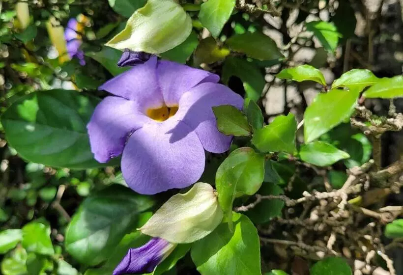 تختخواب و صبحانه Villa Manaaki