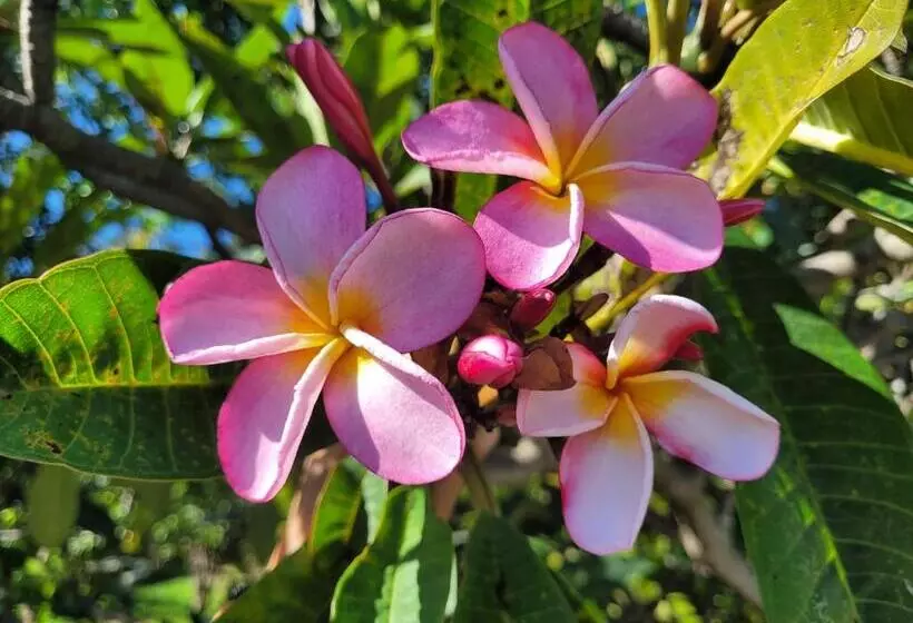 تختخواب و صبحانه Villa Manaaki