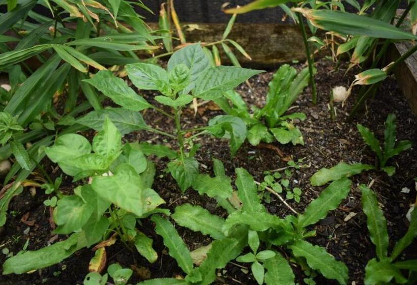 Pansiyon Posada Jurubirá