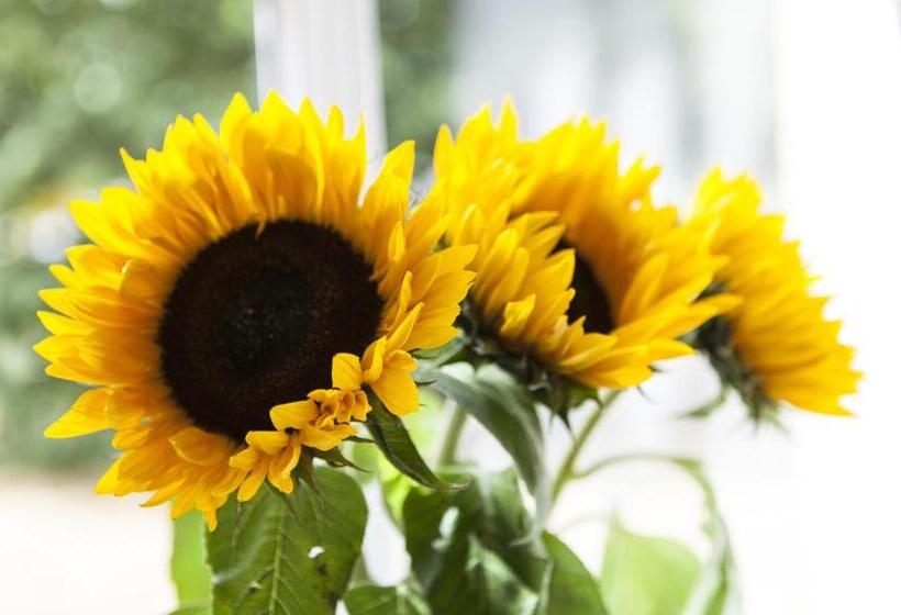 فندق Blechhammer