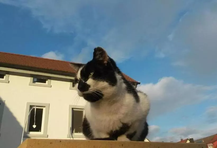 Hotel Pension Eltmann