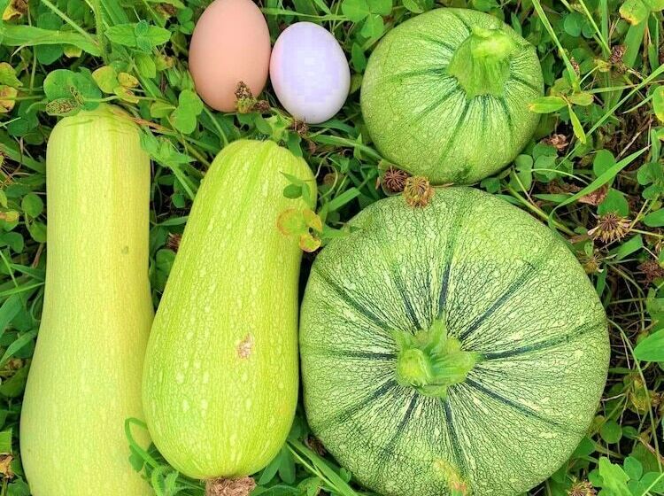 צימר Butterflies Rest