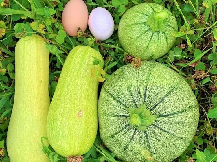 ベッドアンドブレックファースト Butterflies Rest