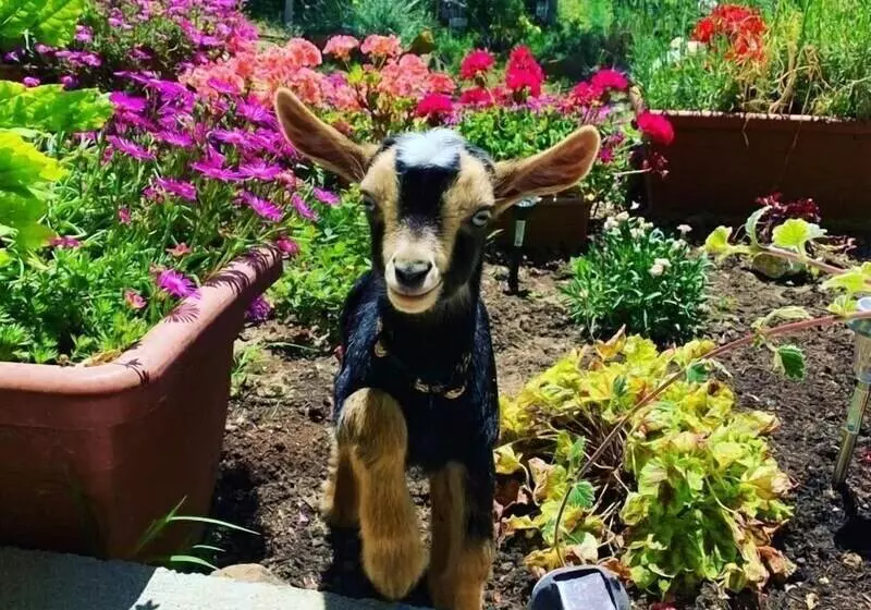 ベッドアンドブレックファースト Butterflies Rest