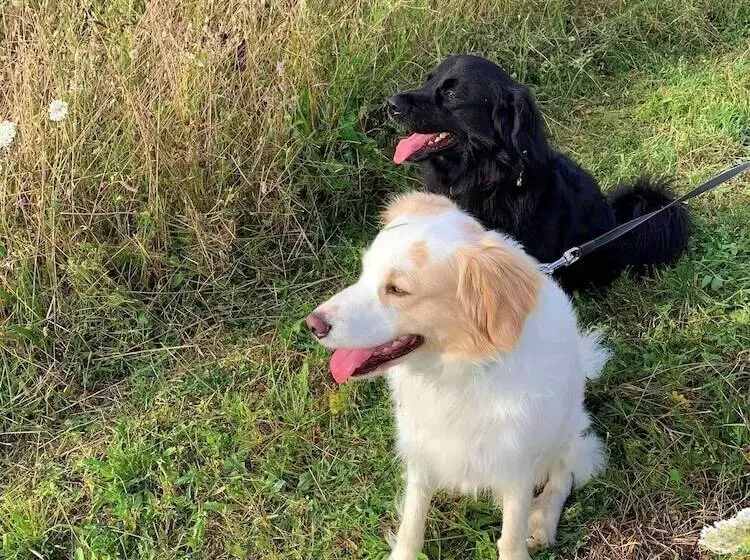 ベッドアンドブレックファースト Butterflies Rest