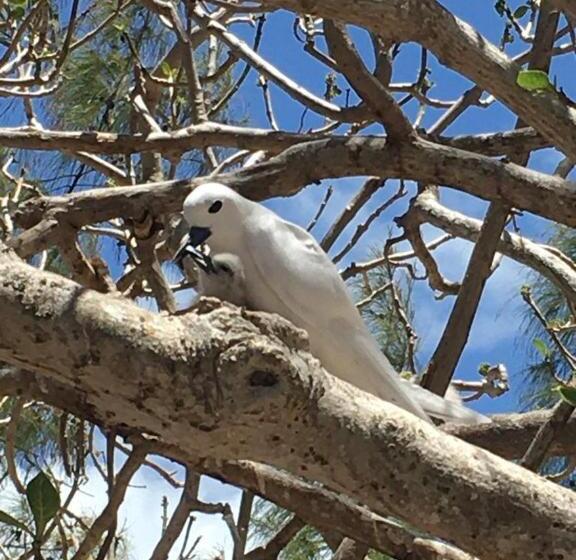 تختخواب و صبحانه L Arche