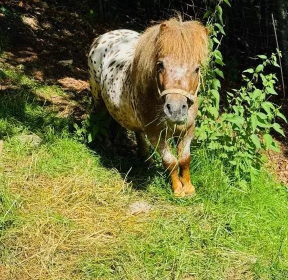 هاستل Koča Na Taležu
