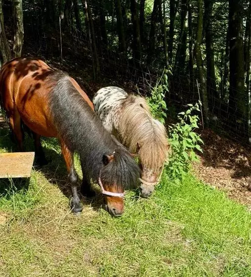 هاستل Koča Na Taležu