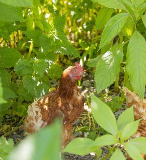Cămin The Common Knowledge Centre