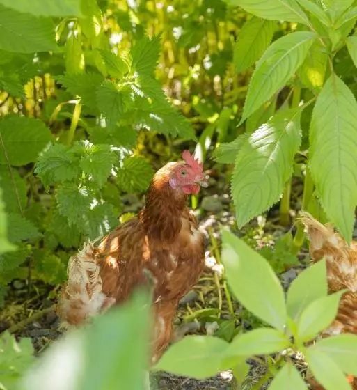 ユースホステル The Common Knowledge Centre