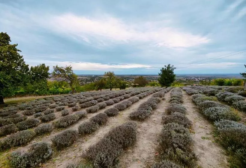 Majatalo Levendulászat