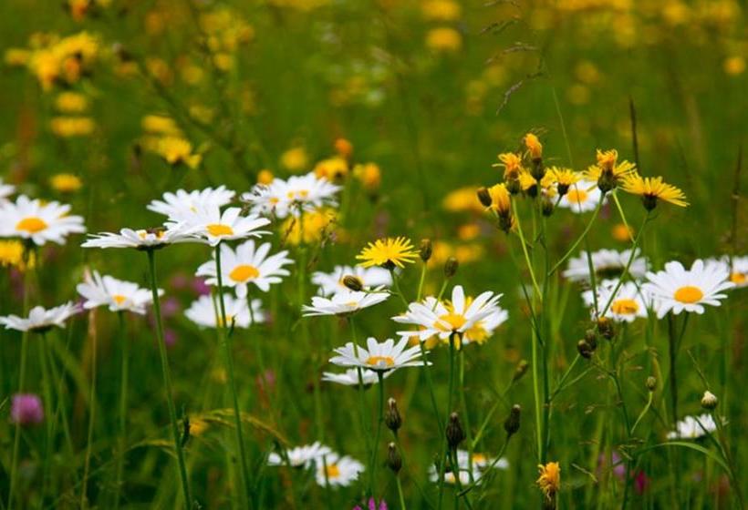 호텔 Hofgut St.anna