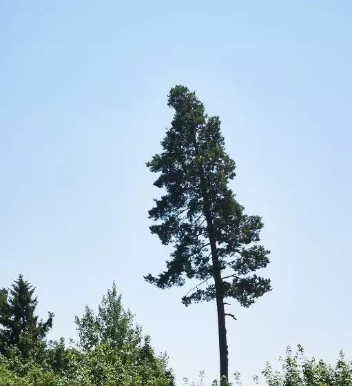 Hotelli Schwarzwald Lodge Rothaus