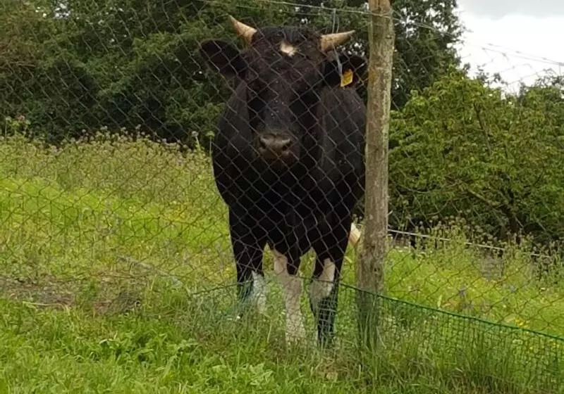 ホテル Agriturismo Cisogna