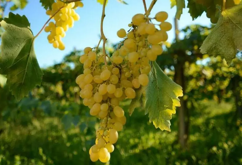 Hotelli Agriturismo Dartora