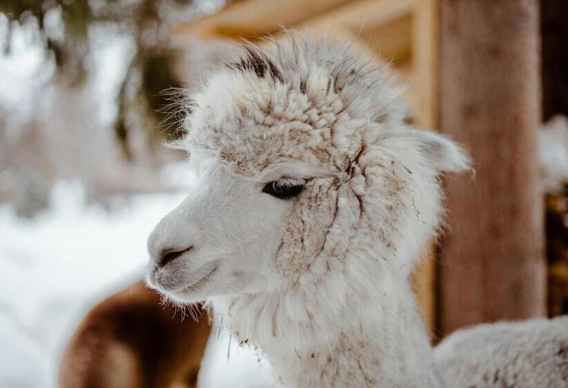 Отель Dolomit Boutique