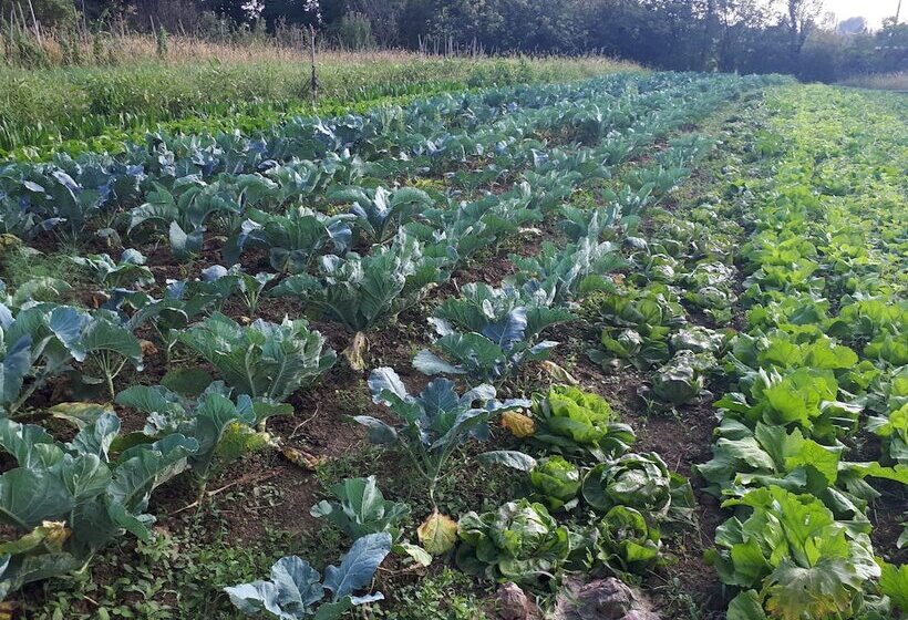 هتل Ecogarden Camping With Rooms