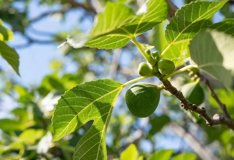 هتل Quercesecca