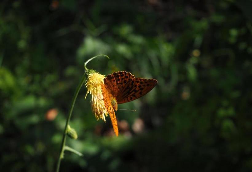 酒店 Appartamenti Camere Masi Brenta