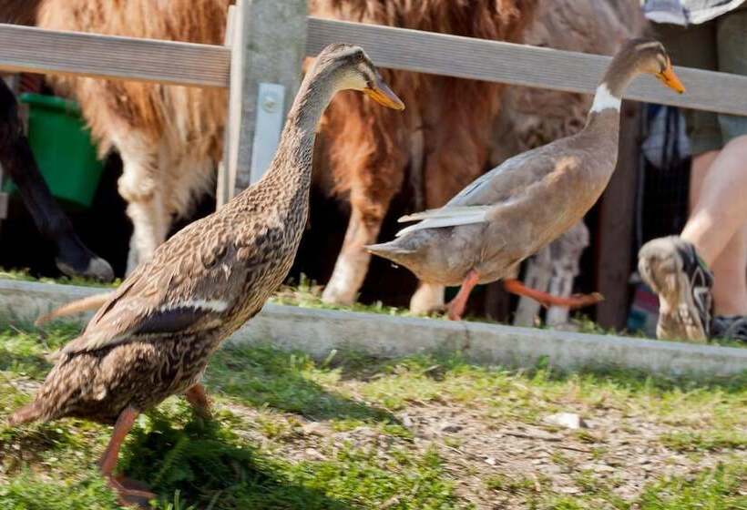 בית מלון כפרי Selbstgemacht