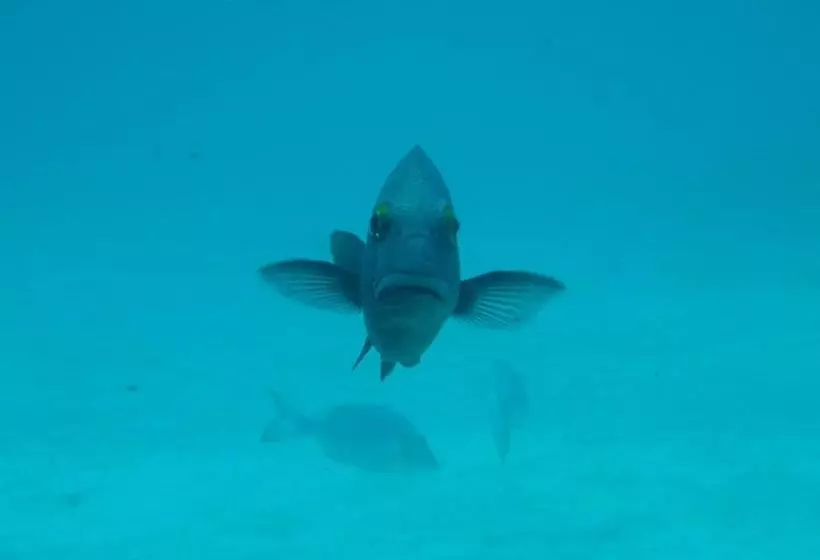 ホテル Ningaloo Bed And Breakfast