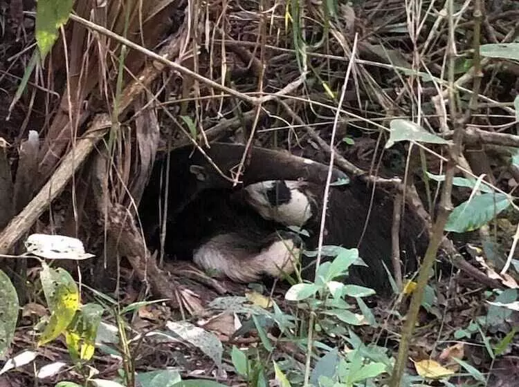 ホテル Pantanal Ranch Meia Lua