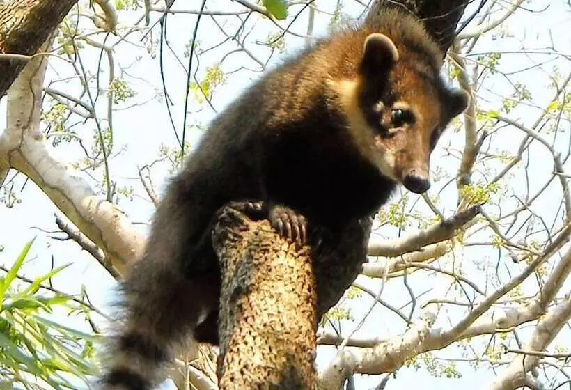 ホテル Pantanal Ranch Meia Lua