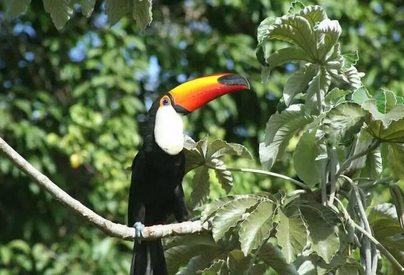 ホテル Pantanal Ranch Meia Lua