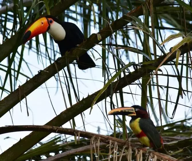 ホテル Pantanal Ranch Meia Lua