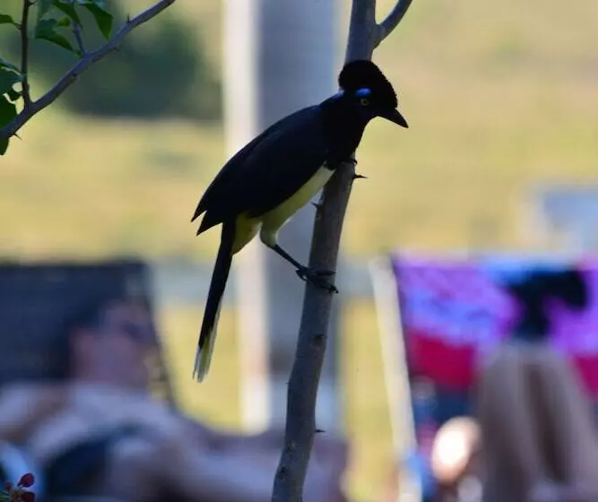 ホテル Pantanal Ranch Meia Lua