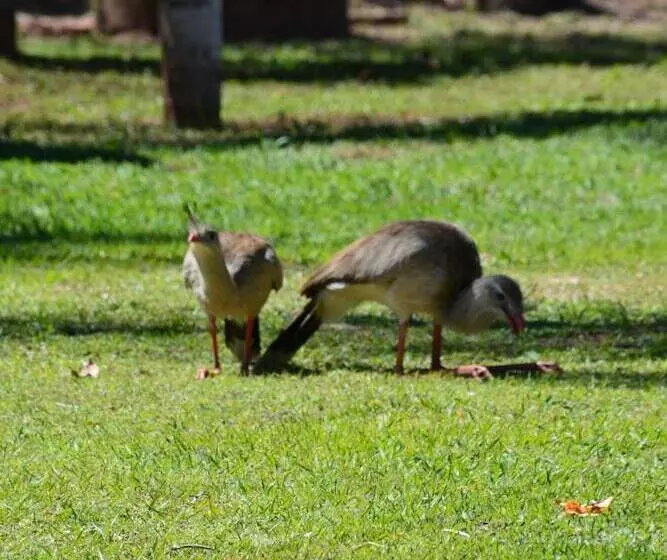 ホテル Pantanal Ranch Meia Lua