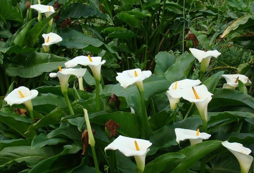 Отель Velinn Pousada Highland